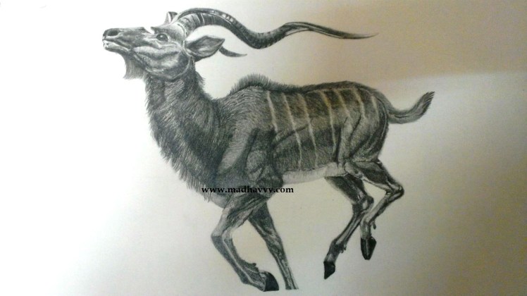 Shruthi-Antelope