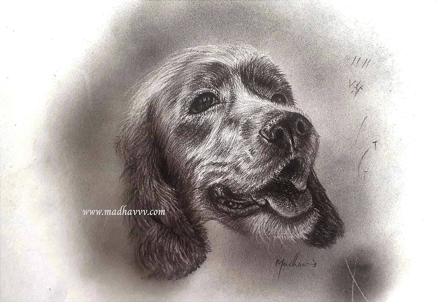 Cocker Spaniel2