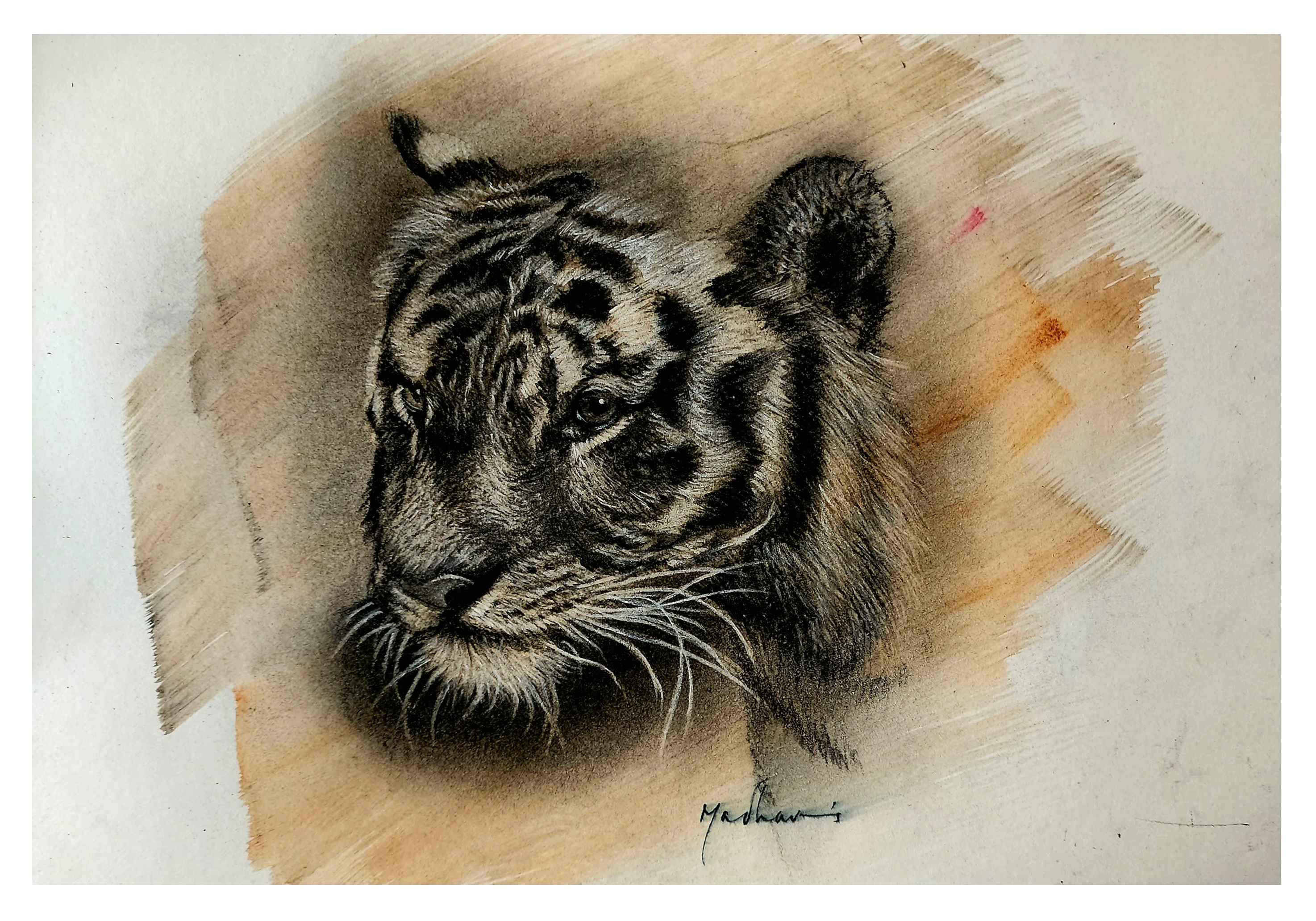 Tiger Drawing