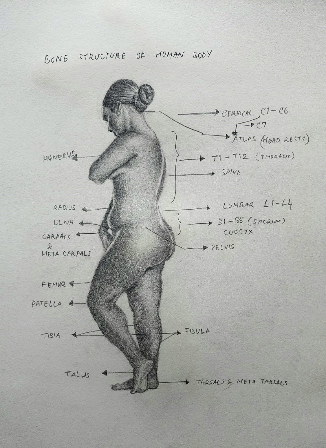 Female Anatomy