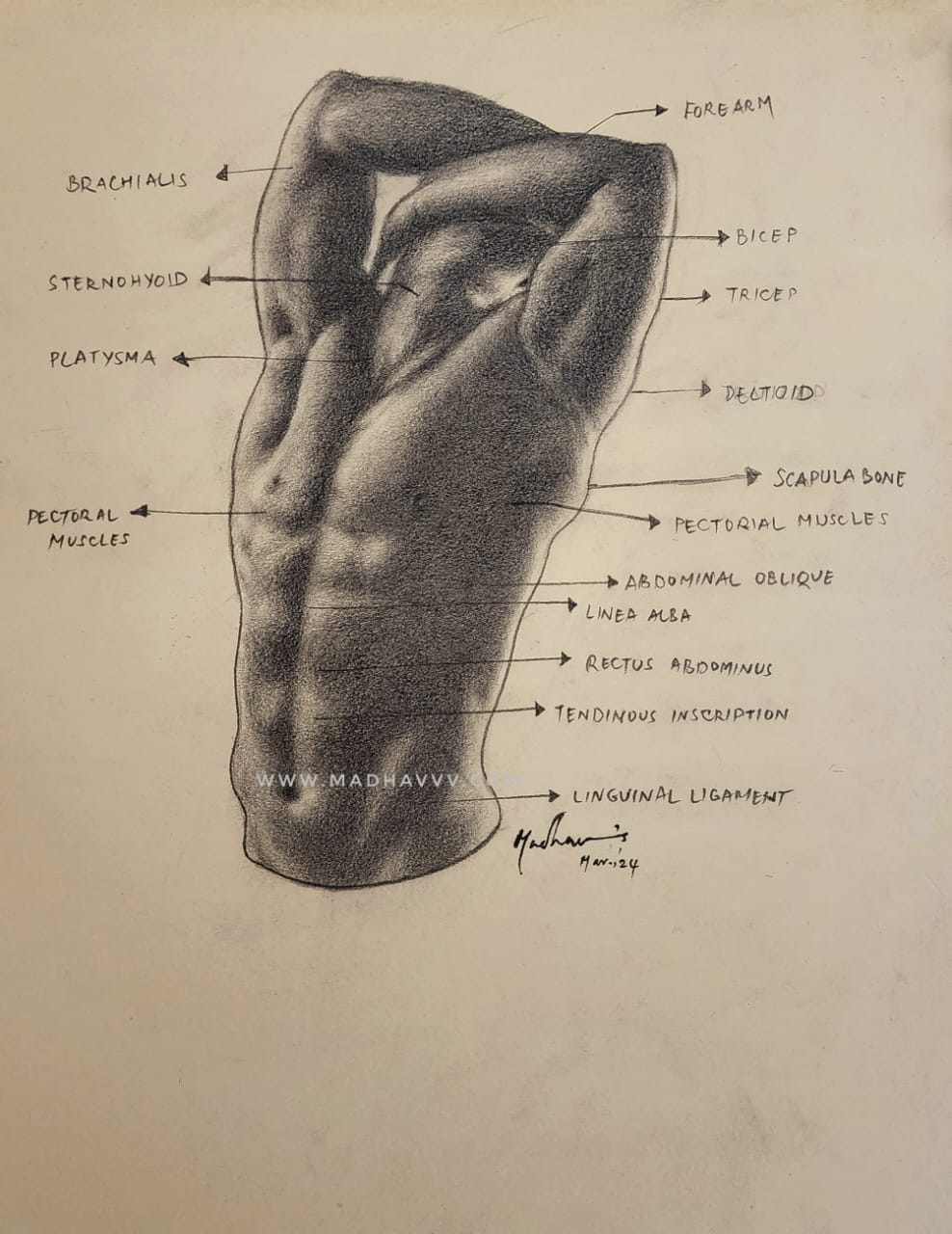 Male Anatomy